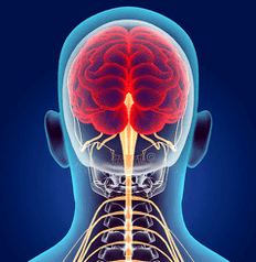 Rappresentazione dei canali nervosi del rachide cervicale